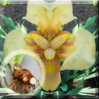 Fresh Dug Yellow Bearded Iris Bulbs, Roots, Fans 3   5 w/ eye