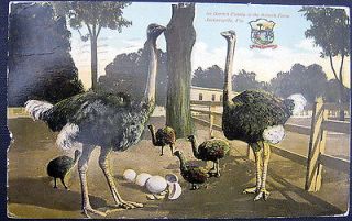 Jacksonville Florida ~ 1913 Ostrich Family on the Ostrich Farm ~ Eggs 