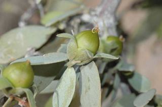Jojoba Shrub, Simmondsia chinensis, Seeds