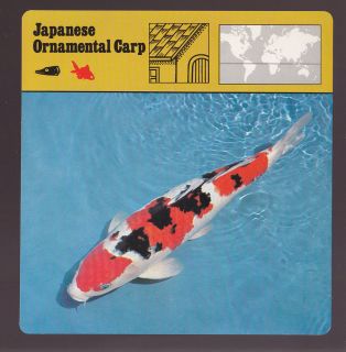 JAPANESE ORNAMENTAL CARP Coy Fish Higoi 1975 1980 SAFARI ANIMAL FACT 