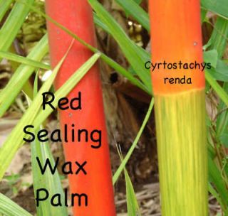Lipstick Palm~ Red Sealing Wax Palm Tree Cyrtostachys renda Potted 3 
