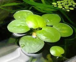 Frogbit Floating Live 14+ Plants for Aquarium Pond Limnobium 