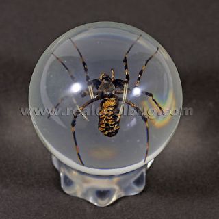   in Real Spider Globe Paperweight Cool Spider Marble Real Bug Marble