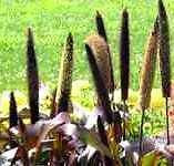 Great Foilage Ornamental Grasses Jester Millet  Seeds