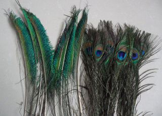 peacock sword feathers in Feathers