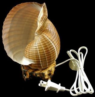 Beautiful Large Seashell Lamp made from a Real Tonna Shell 7 w. wood 