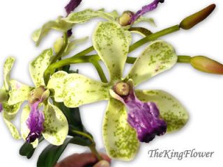   Vanda Artificial Silk Orchid Flower Stem Plant Desk Tabletop home