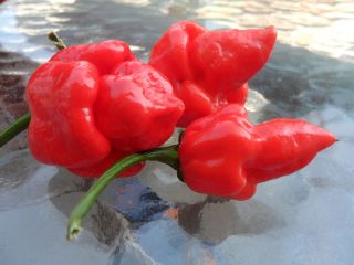 25 Trinidad Scorpion, hot pepper seeds ( Butch T. strain)