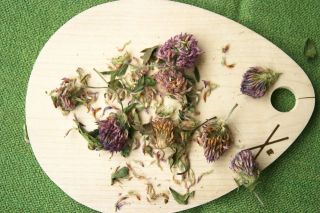   clover 1 16 oz Organic Dried Herb Tea Soap Benefits Trifolium pratense