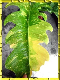 VERY RARE Philodendron Xanadu Variegate Beautiful Variegate Leaf
