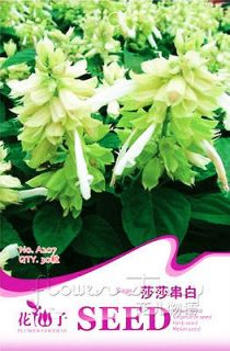   30 White Sage Flower Seed Color Charming Fragrance Striking Plant