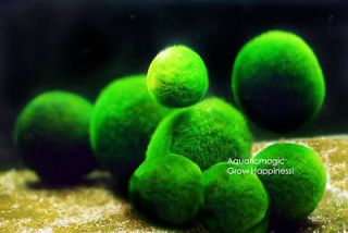 Marimo Ball x5 moss fern Live aquarium plant java S22