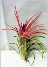 Tillandsia Victoriana~ Air Plant~ Leaves blush pink when in bloom