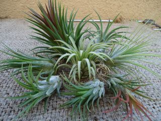 Ionantha 8 Pack Deluxe Assorted Tillandsia Air Plants