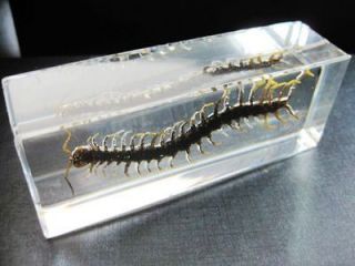 Real Poisonous centipede in Glass Block Paperweight Desk Decor Gift 11 