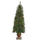 New 6 Prelit Potted Judson Pine Christmas Tree 200 Clear Lights