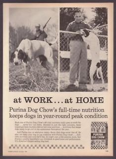 1964 Pointer Dog Photo At Home/Work Purina Dog Chow Ad