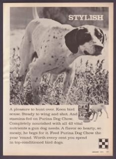1971 NICE Pointer Dog Photo Purina Dog Chow print ad