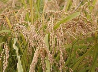 rice bran oil in Health & Beauty