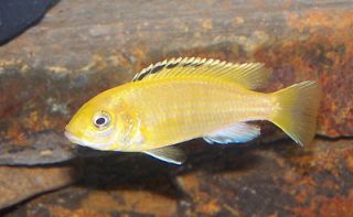 SALE 3 Tropical Fish African Cichlids * 1 Electric Yellows from 