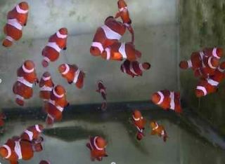 Pair of False Percula Clownfish (Tank Raised) Live Saltwater Fish
