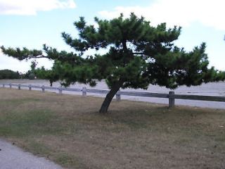 10   JAPANESE BLACK PINE 6 10 INCH    EVERGREEN   BONSAI    SHADE TREE