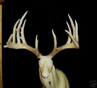   matched sets brown whitetail deer antlers shed sheds taxidermy 53