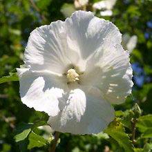 50      WHITE ROSE OF SHARON SEEDS   FLOWER​ING SHRUB