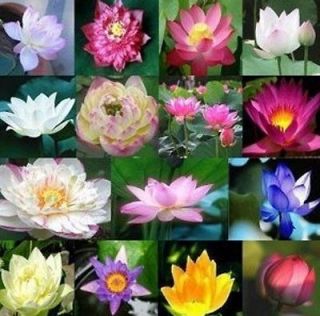   lotus seeds Gorgeous lotus Aquatic plants Flowers grow 