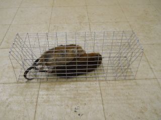 7x7x24 Muskrat Colony Trap, traps, trapping, mink