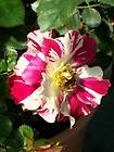 Fourth of July Climber Rose 1 Gal. Bush Live Shrub Nice Plants Plant 