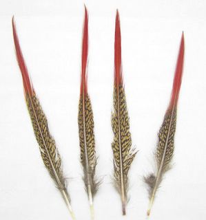 NEW 20pcs Golden Pheasant Red Tip Tail Feathers 20 25CM Long for Craft 