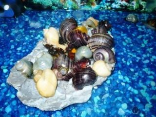   COLOR Mystery Snail Egg Clutch with COMPLETE INSTRUCTIONS Apple Snail