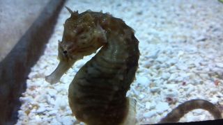   Photo of Sea Horse by Artist James D Gee Jr  delivered via Email