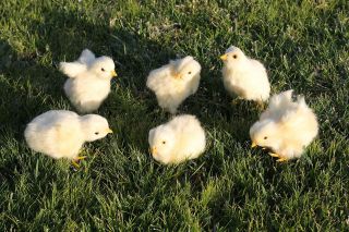 6pcs Easter Baby Yellow Chicks Furry Animal Plush Adorable Look 