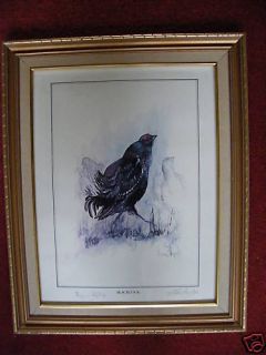 Ben Maile Ltd Ed Signed Blackcock Print + Angus Ogilvy