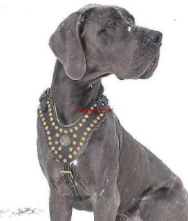 New Royal Studded Leather Dog Harness H11  Great Dane