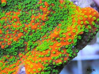 TYREE SUNSET Montipora Acan Chalice Acropora Acro Reef Aquarium SPS 