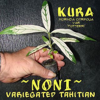 Variegated Tahitian ~NONI~ Morinda Citrifolia RARE Fruit Tree LIVE 