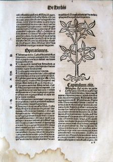   ,Medieval Prtg,Hortus Sanitatis,Chestnut,Castanea,Cassia lignea,Wdct