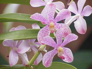 Orchid Vanda Mokara white pink