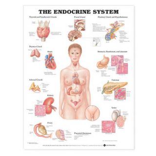   System Anatomical Chart by Anatomical Chart Co. Undefined, 2001