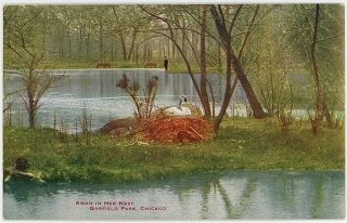 Swan In Her Nest   Garfield Park   Chicago IL 1900s 10s Postcard