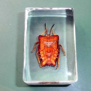 Real Insect Specimen Collection Insect Ghost Bug Sample
