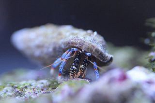 50 Blue Leg Hermit Crabs   Saltwater Scavenging Crabs