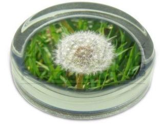 dandelion paperweight in Collectibles
