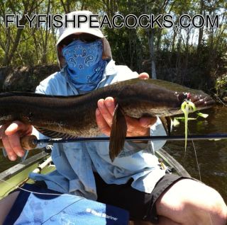 guided fishing trip for snakeheads south florida reserve day deposit