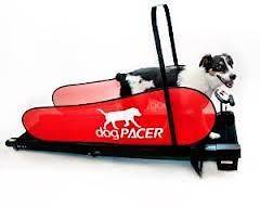 Small 2 Large DogPacer Dog Treadmill inside Fitness exercise pre set 