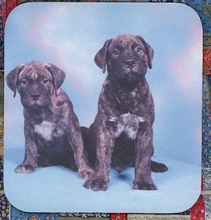 MASTIFF BRINDLE Puppies Photo Quilt block #0893 Your Photo or Ours