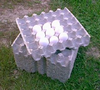 20 Paper chicken egg flats cartons hatching eggs